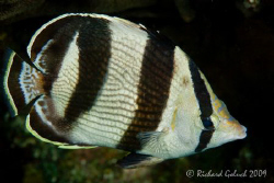 Banded Butterflyfish-no croping-Bonaire 2009 by Richard Goluch 